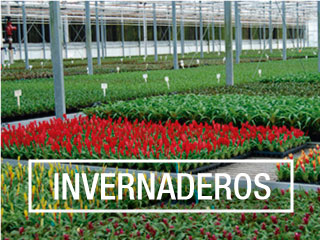 invernaderos